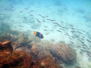 Sombero Chino, Galapagos 159.jpg